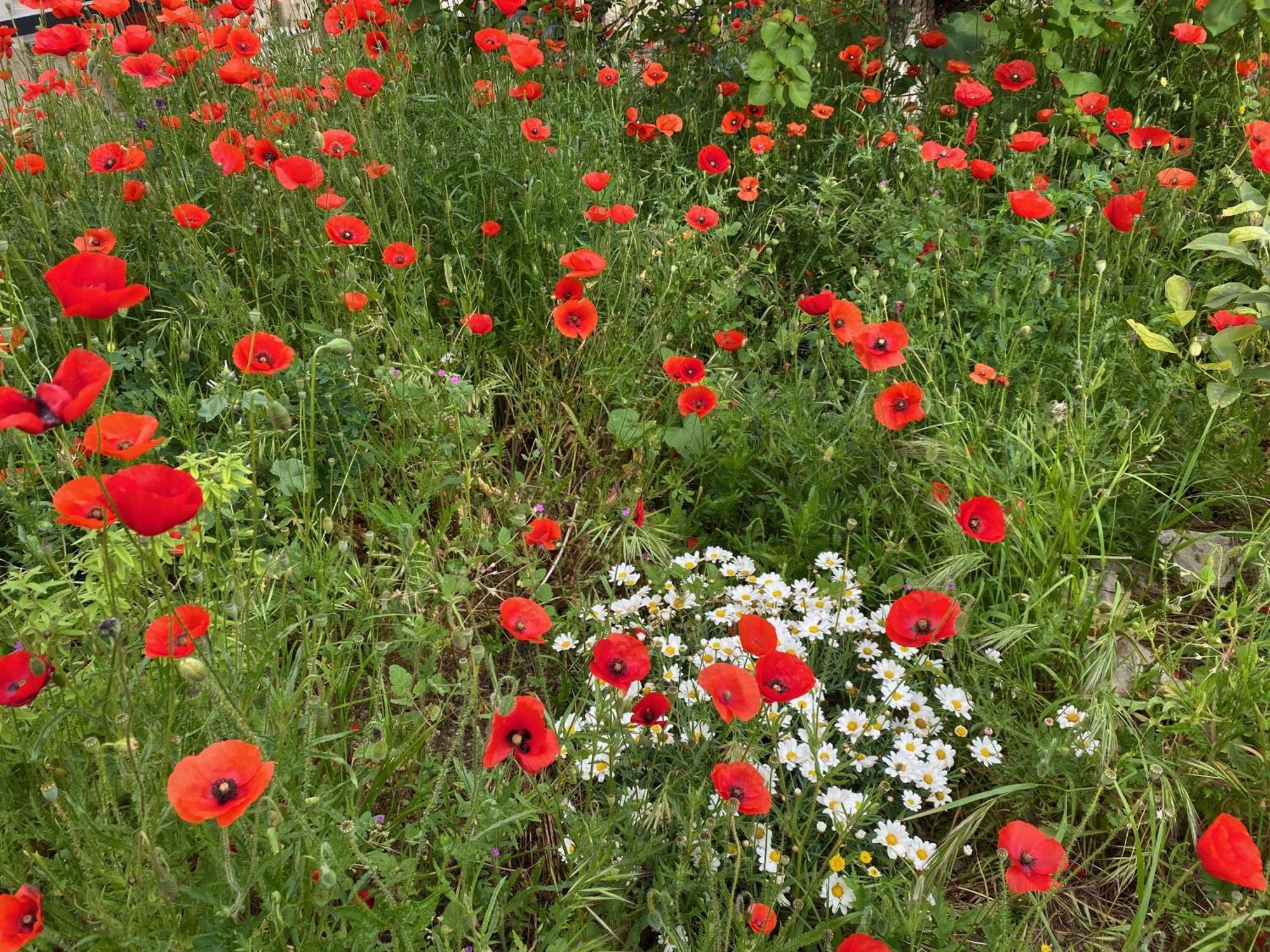 Maisonnette De Jardin