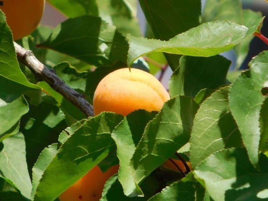 Maisonnette De Jardin *